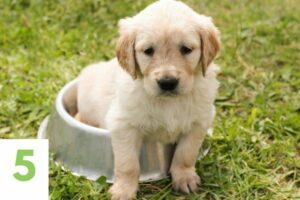 Welpen Futter