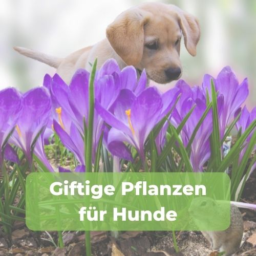 giftige-pflanzen-download-bild (1)