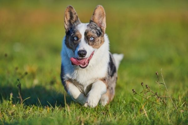 Welsh Corgi Cardigan: Hund rennt im Gras