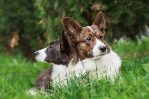 Welsh Corgi Cardigan: Zwei Hunde im Gras