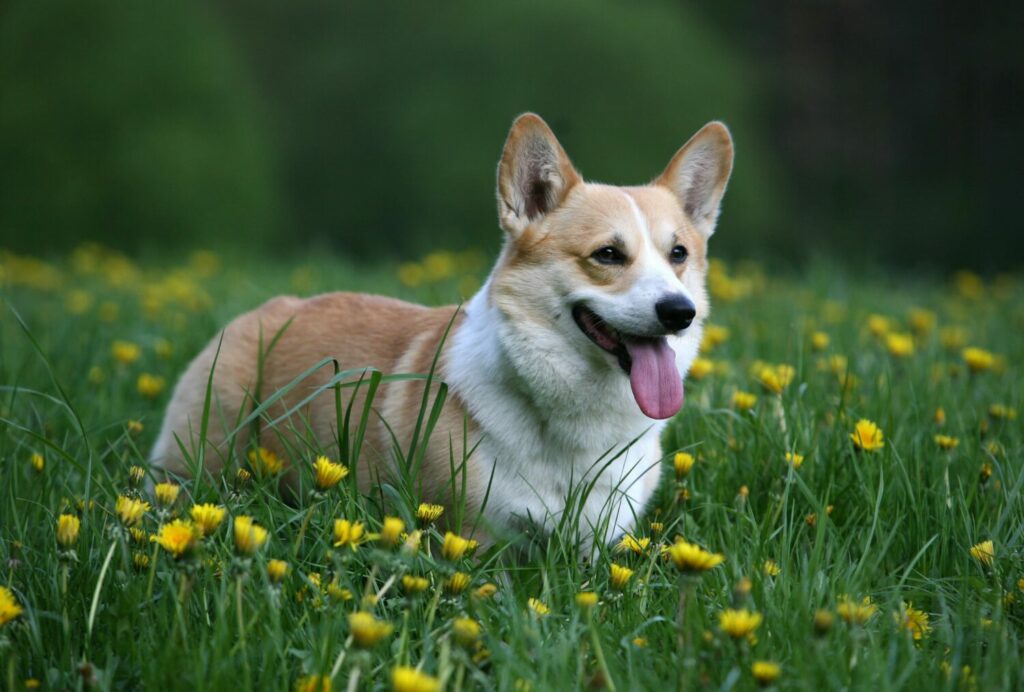 Welsh Corgi Pembroke auf einer Wiese