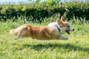 Welsh Corgi Pembroke rennt über Wiese