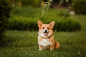 Der Corgi ist der Lieblingshund der Queen