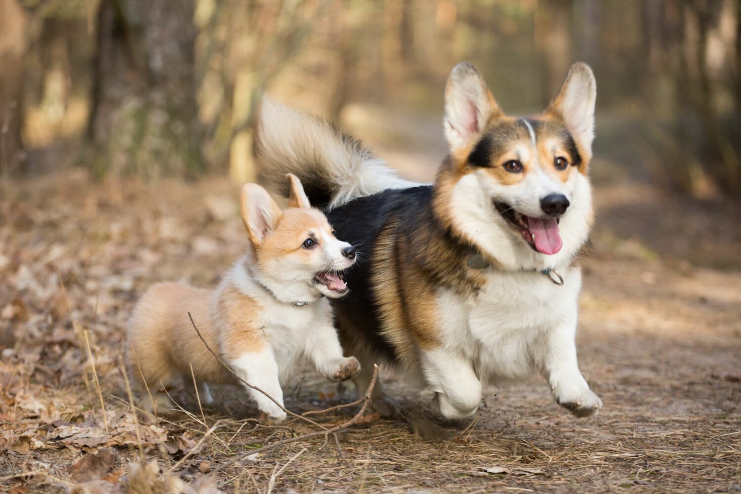 Der Welsh Corgi Pembroke braucht Auslauf, um seinen Bewegungsdrang auszuleben