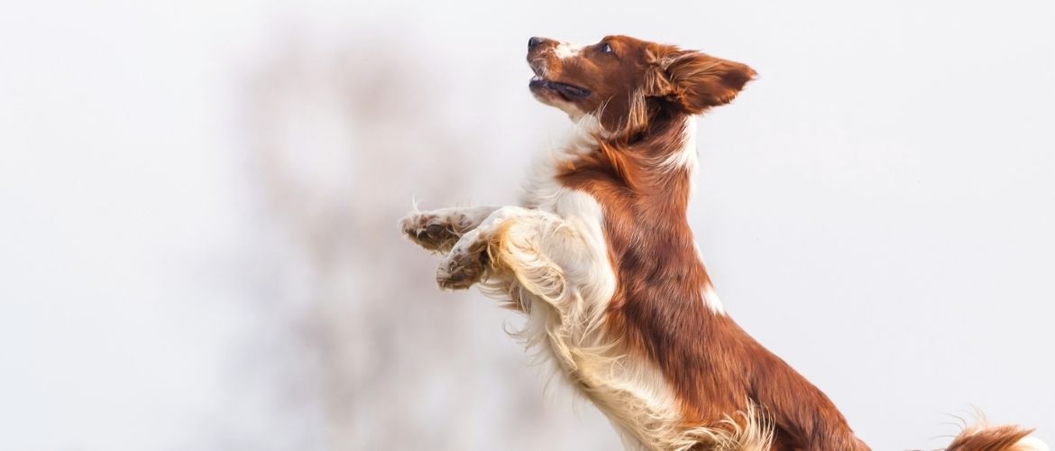 Welsh Springer Spaniel beim Auslauf