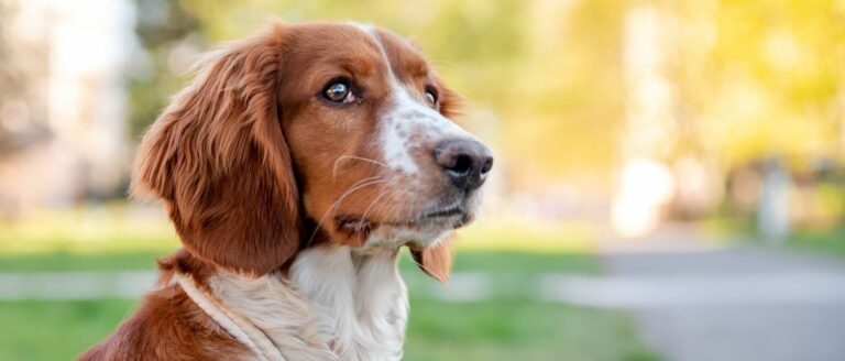 Welsh Springer Spaniel