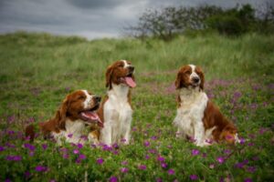 Welsh Springer Spaniel in der Natur