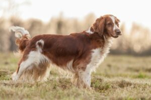 Welsh Springer Spaniel in der Natur