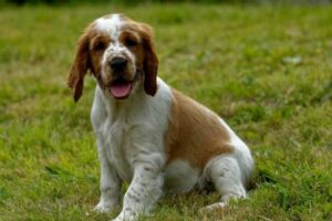 Welsh Springer Spaniel als Welpe