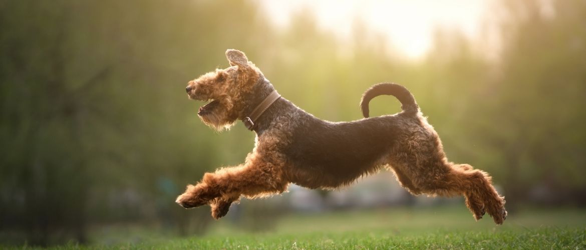 Welsh Terrier im Sprung