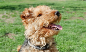 Welsh Terrier Kopf