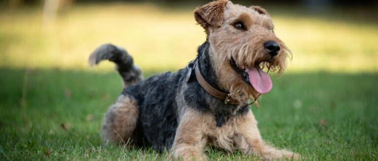 Welsh Terrier