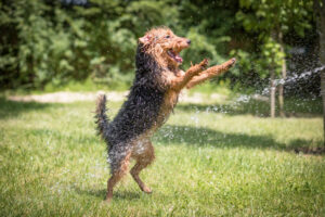 Welsh Terrier spielt mit Wasser