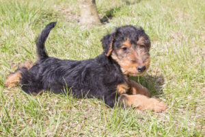 Welsh Terrier Welpe