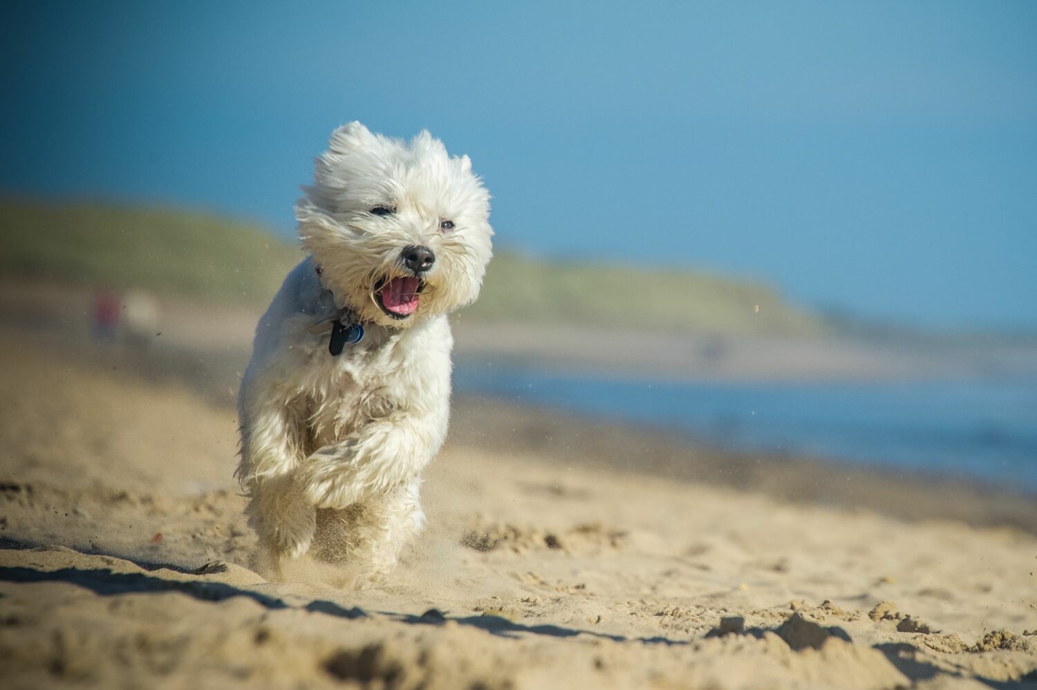 West Highland White Terrier rennt an einem Strand