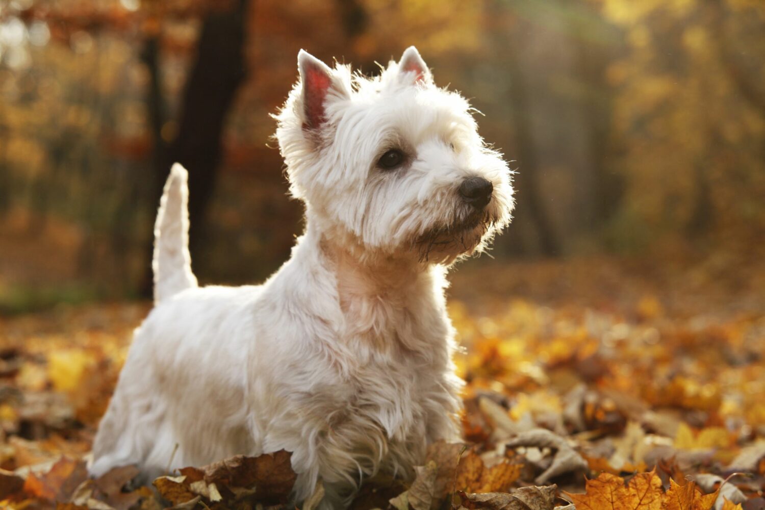 West Highland Terrier im Wald