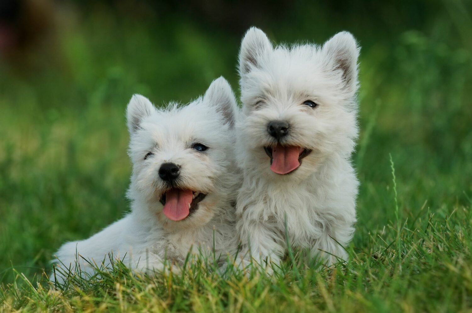 Der quirlige Westie ist kein Schoßhund