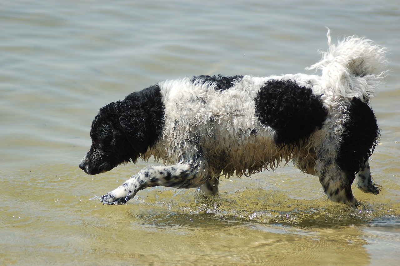 Friesischer Wasserhund