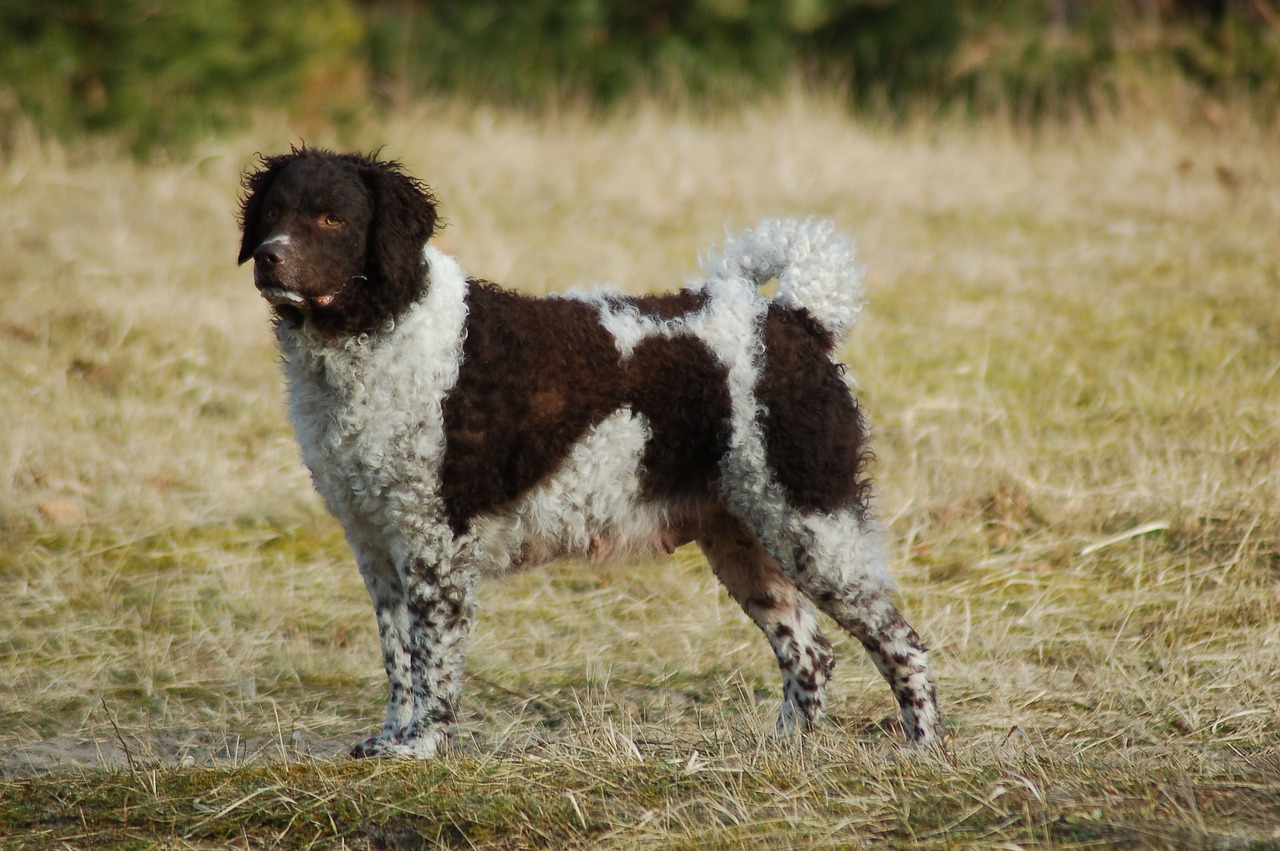 Friesischer Wasserhund