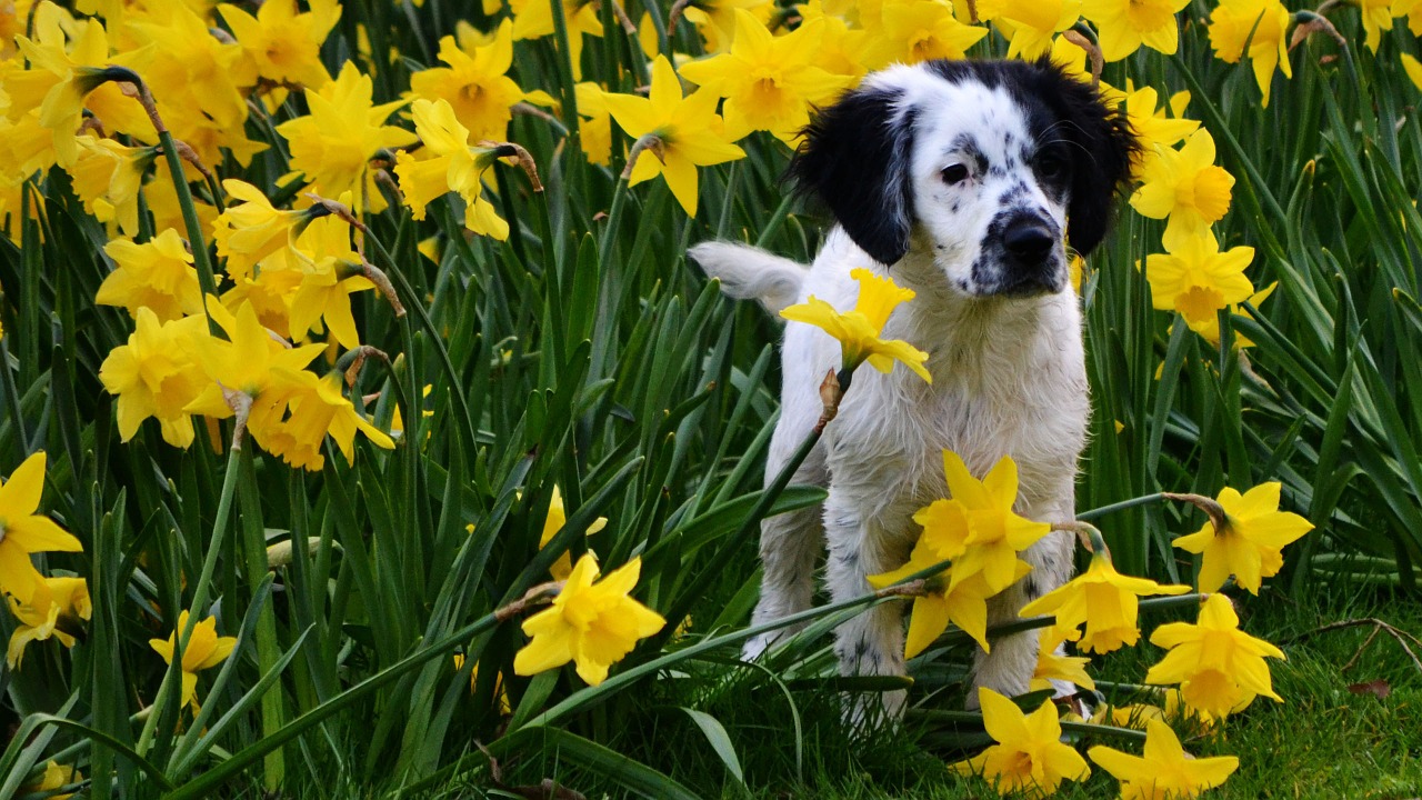 Friesischer Wasserhund