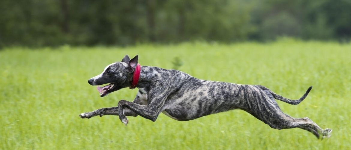 Whippet beim Auslauf