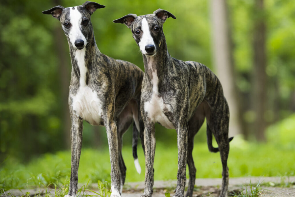 Zwei Whippets stehen nebeneinander