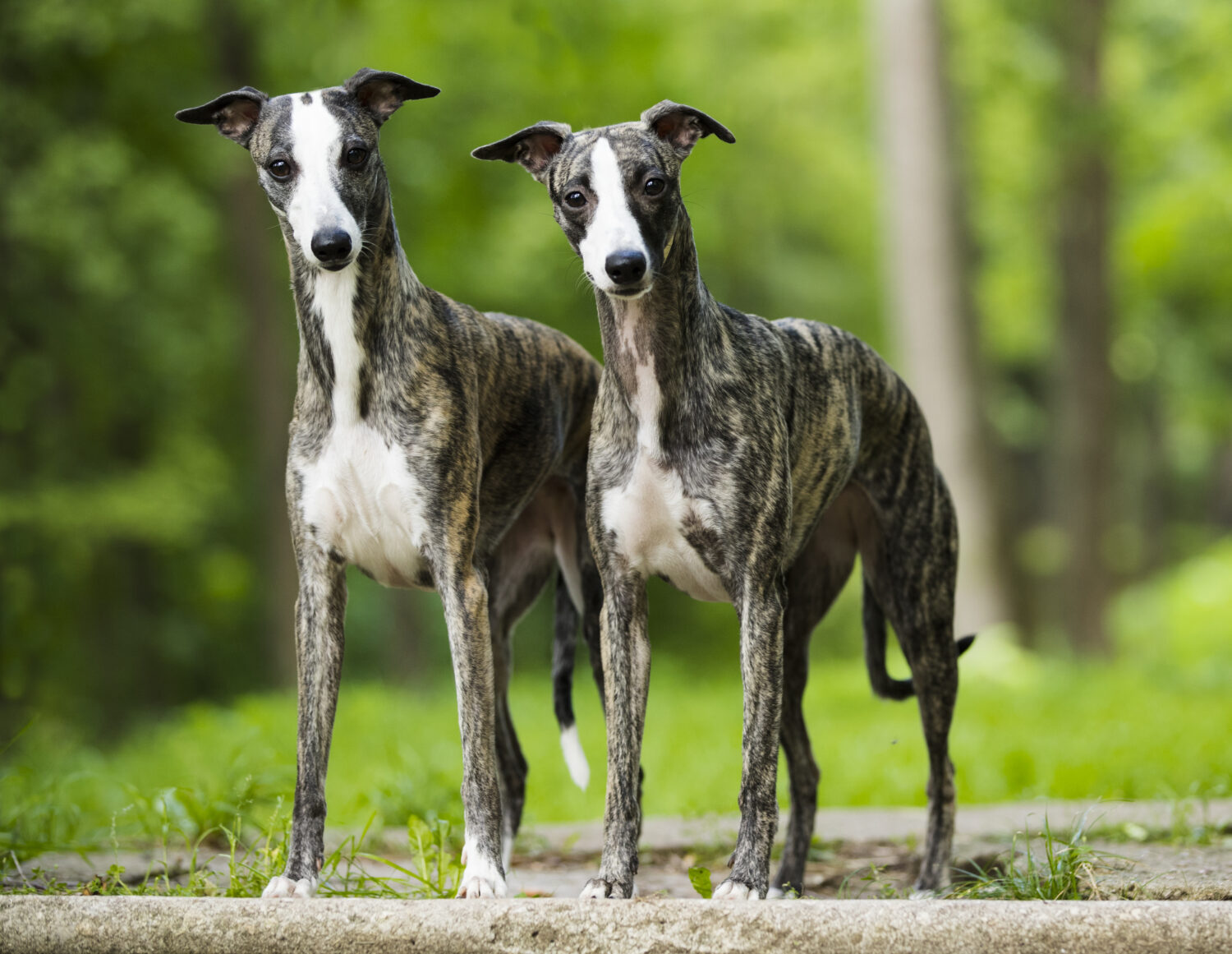 Zwei Whippets stehen nebeneinander