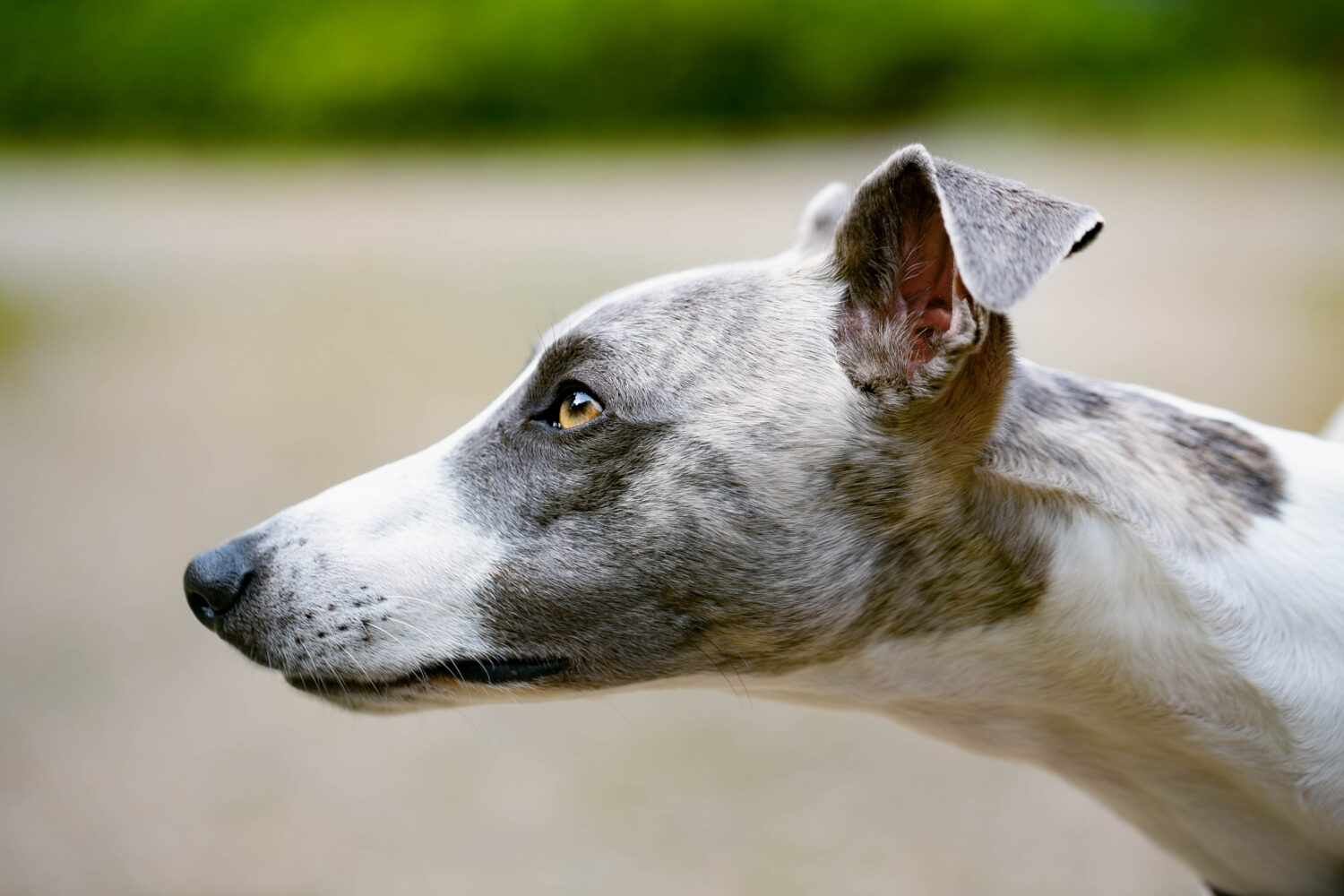 Whippet Kopf Nahaufnahme