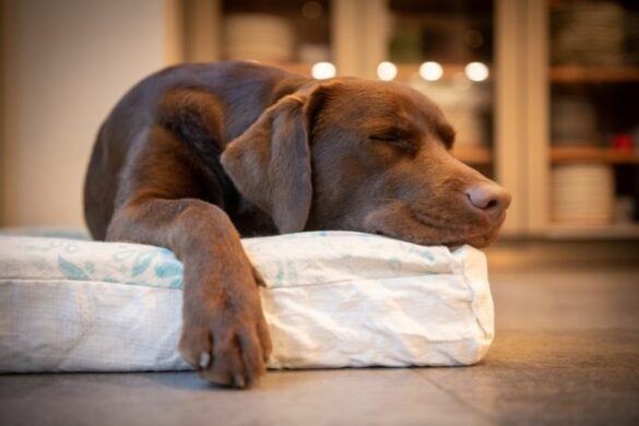 Hund pinkelt in Wohnung: Das ist zu tun | edogs Magazin