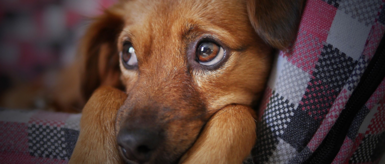 Wie sehen Hunde unsere Welt wirklich?