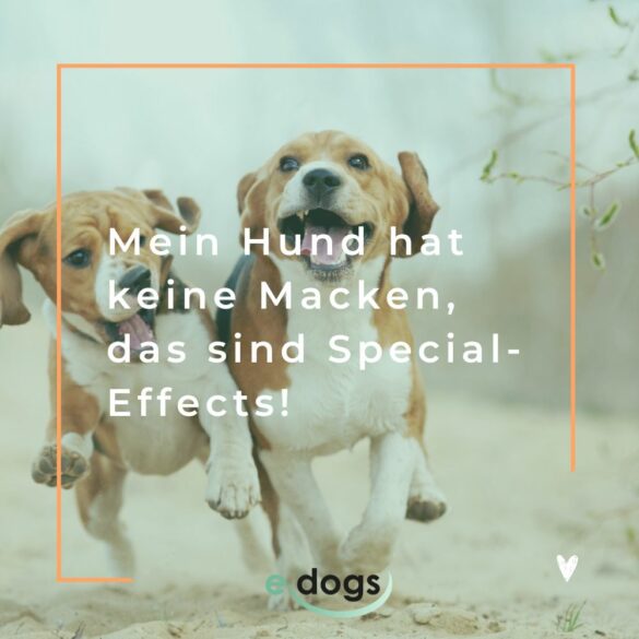 Die 80 schönsten Hundesprüche mit Bildern edogs.de Magazin