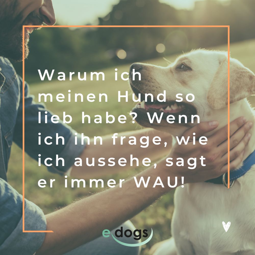 Lustige Hundesprüche: Warum ich meinen Hund so lieb habe? Wenn ich ihn frage, wie ich aussehe, sagt er immer WAU!