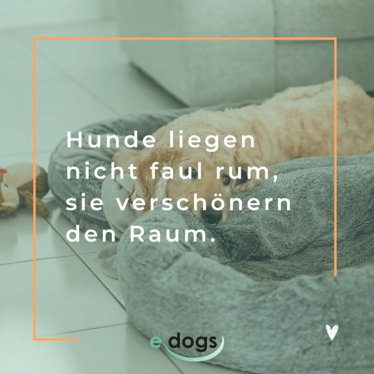 Die 80 schönsten Hundesprüche mit Bildern edogs.de Magazin