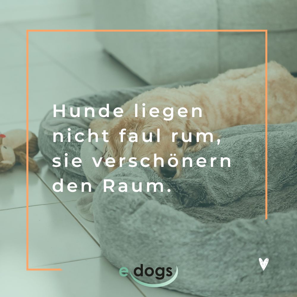 Lustige Hundesprüche: Hunde liegen nicht faul rum, sie verschönern den Raum!