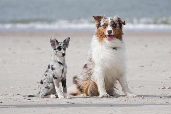 Wohlfühlzeichen Hund: Hunde am Strand