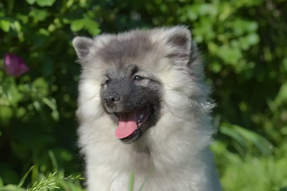 Wolfsspitz auf Wiese