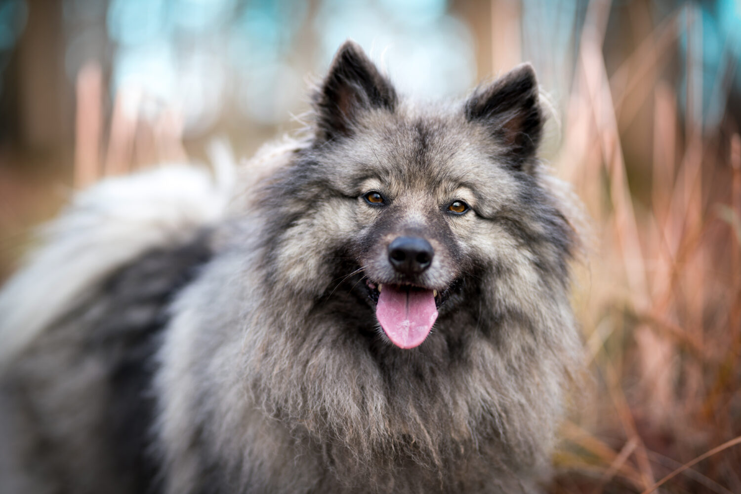 Wolfsspitz in der Natur