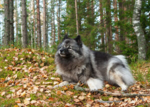 Wolfsspitz im Wald