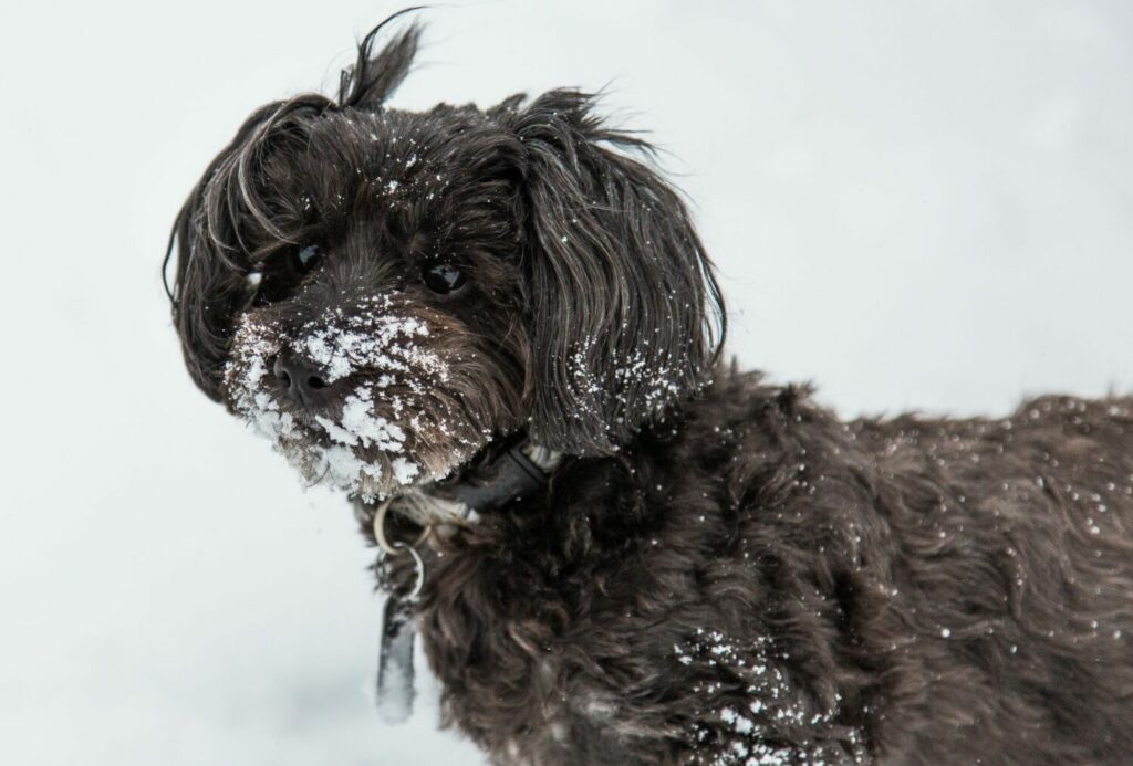 Kleine Hunderassen die nicht haaren: Yorkiepoo im Schnee