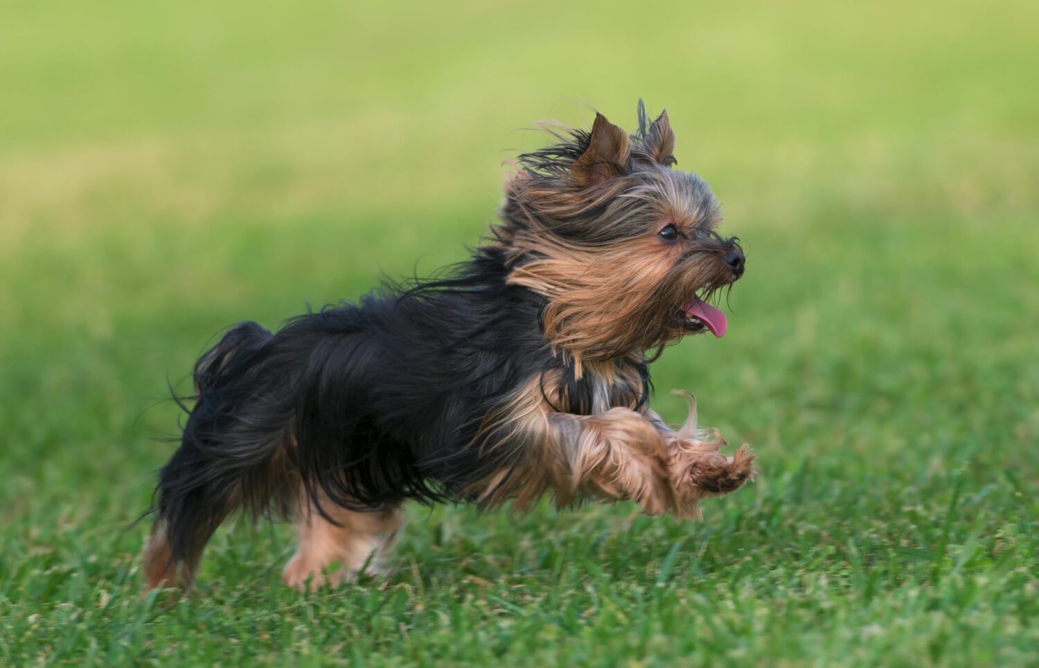 Yorkshire Terrier rennt auf Wiese