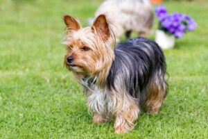 Der Yorkshire Terrier verlangt viel Zeit und Aufmerksamkeit seines Herrchens