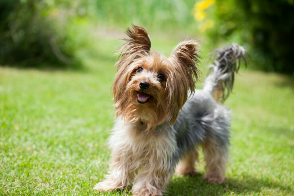 Kleine Hunderassen die nicht haaren: Yorkshire Terrier in der Natur