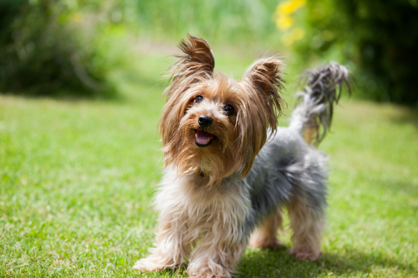 Yorkshire Terrier in der Natur