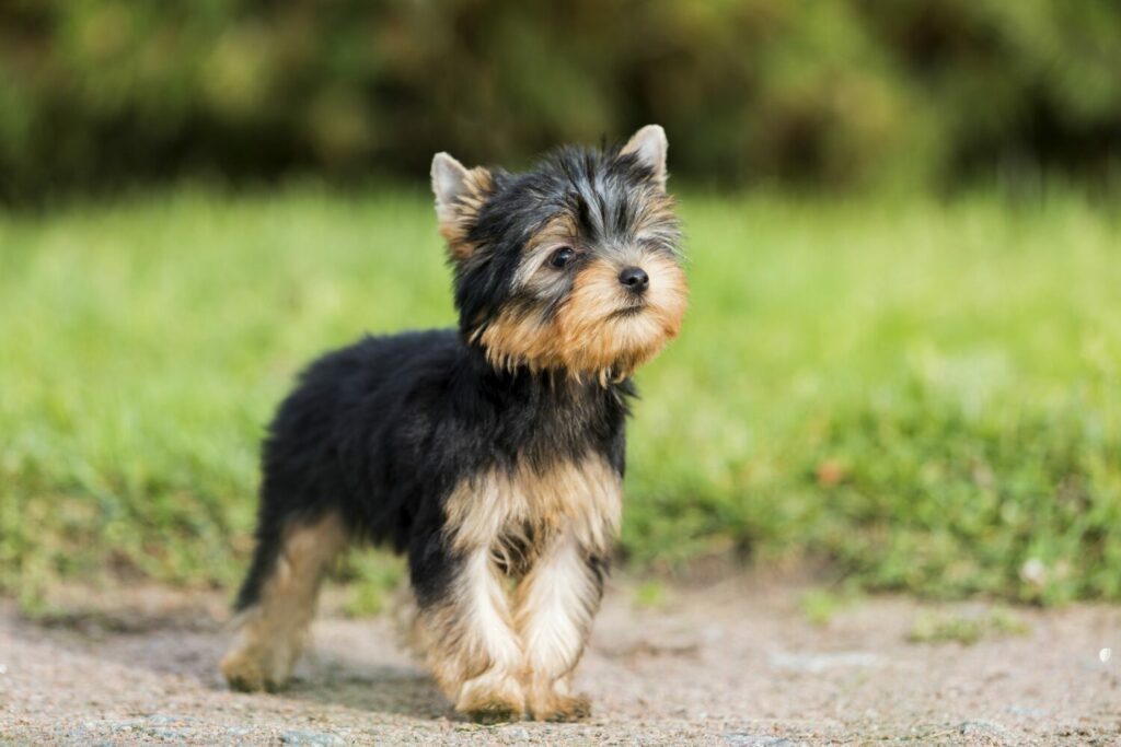 Die Erziehung des Terriers sollte im Welpenalter beginnen