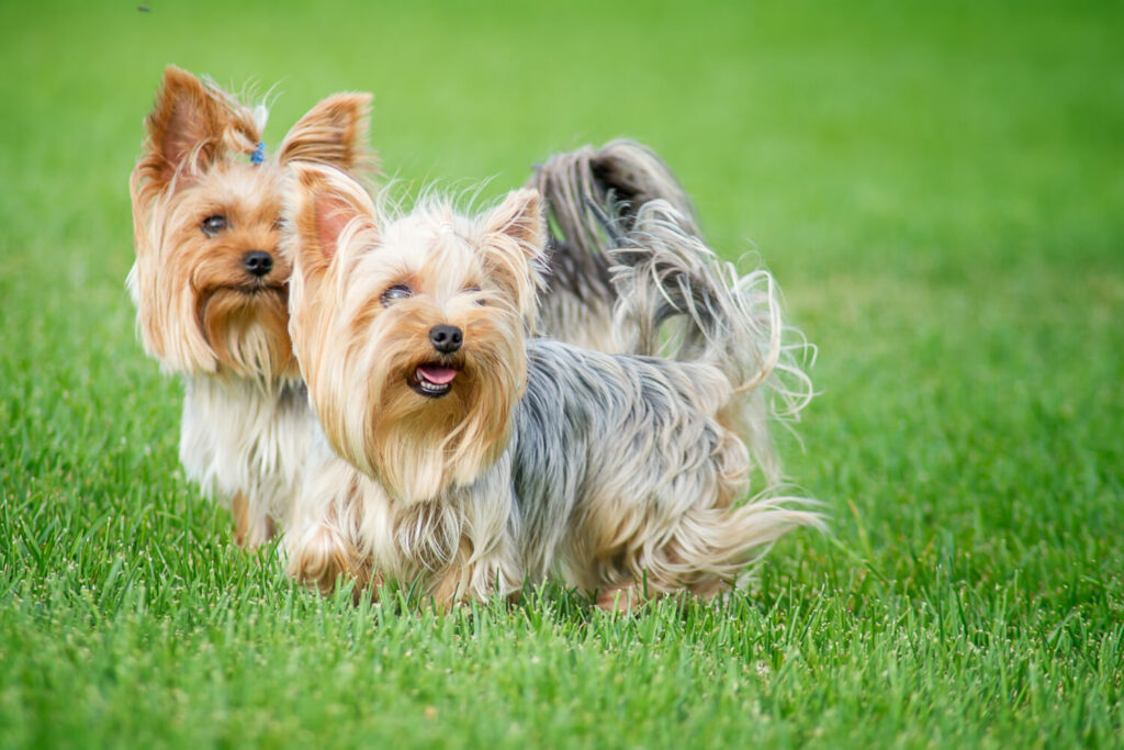 Beliebte Hunderassen: Yorkshire Terrier