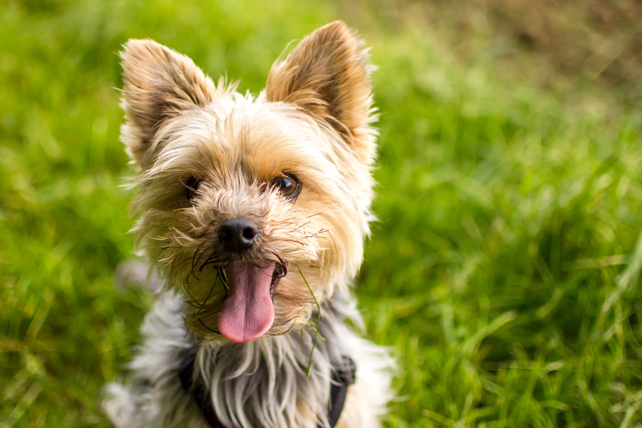 Yorkshire Terrier