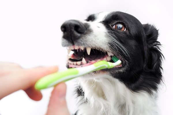 Zähnen putzen beim Hund