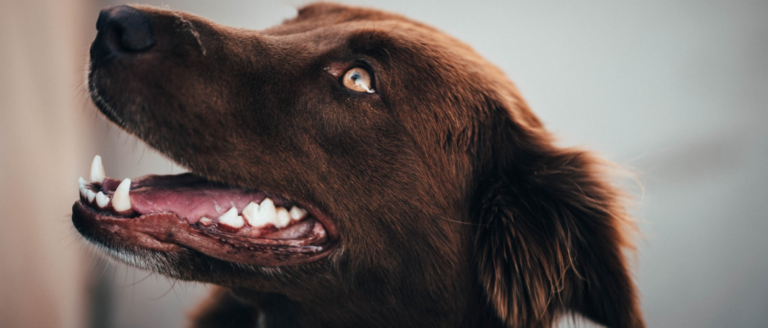 Zahnstein beim Hund entfernen, vorbeugen & Kosten kalkulieren