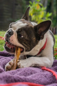 Zahnstein beim Hund entfernen