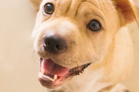 pollenallergie hund hausmittel